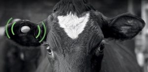 Ohrmarke von Smartbow