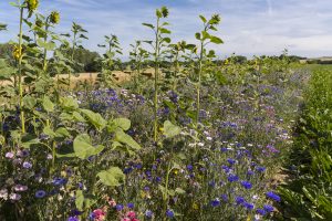 Blühstreifen, Ökolandbau, Förderung