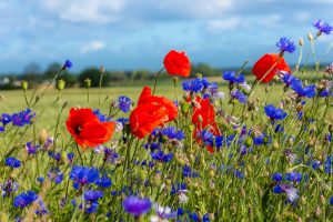 Artenvielfalt, Bienen, Blühstreifen, Blumen, Feldrand, Feld, Biodiversität