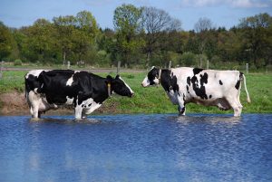 Kühe im Wasser; Hitzewelle