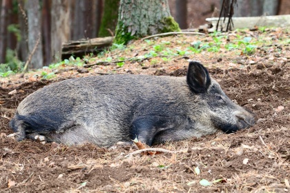 Wildschwein