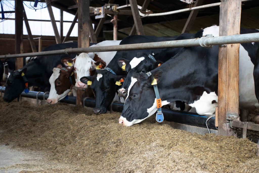 Milchlandpreis 2020: Hofschildübergabe bei Familie Lucassen