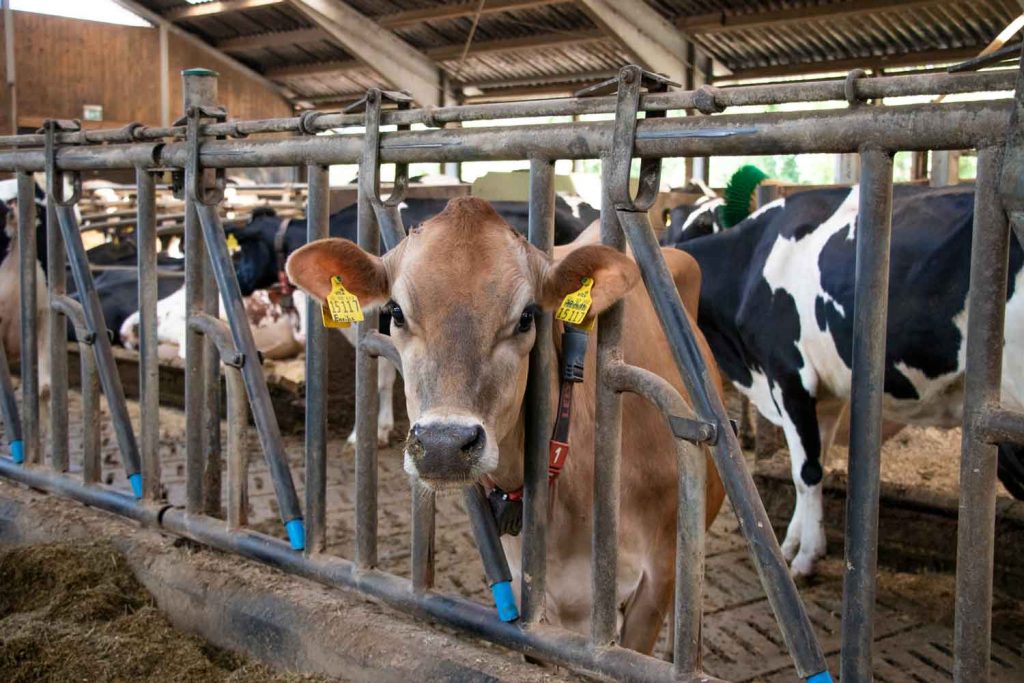 Milchlandpreis 2020: Hofschildübergabe bei Familie Lüschen-Strudthoff