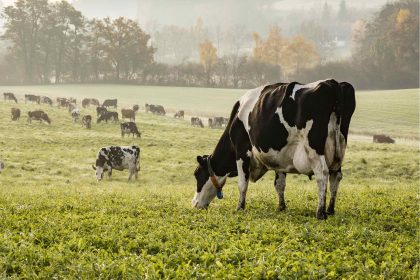 Milchkühe auf Weide am Herbstmorgen