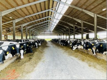 Einblick in einen Stall mit Kühen