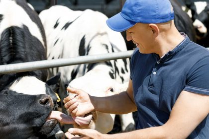 Milchbauer mit Kühen