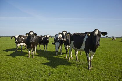 Größere Anzahl an Milchkühen auf der Weide in der Sonne.