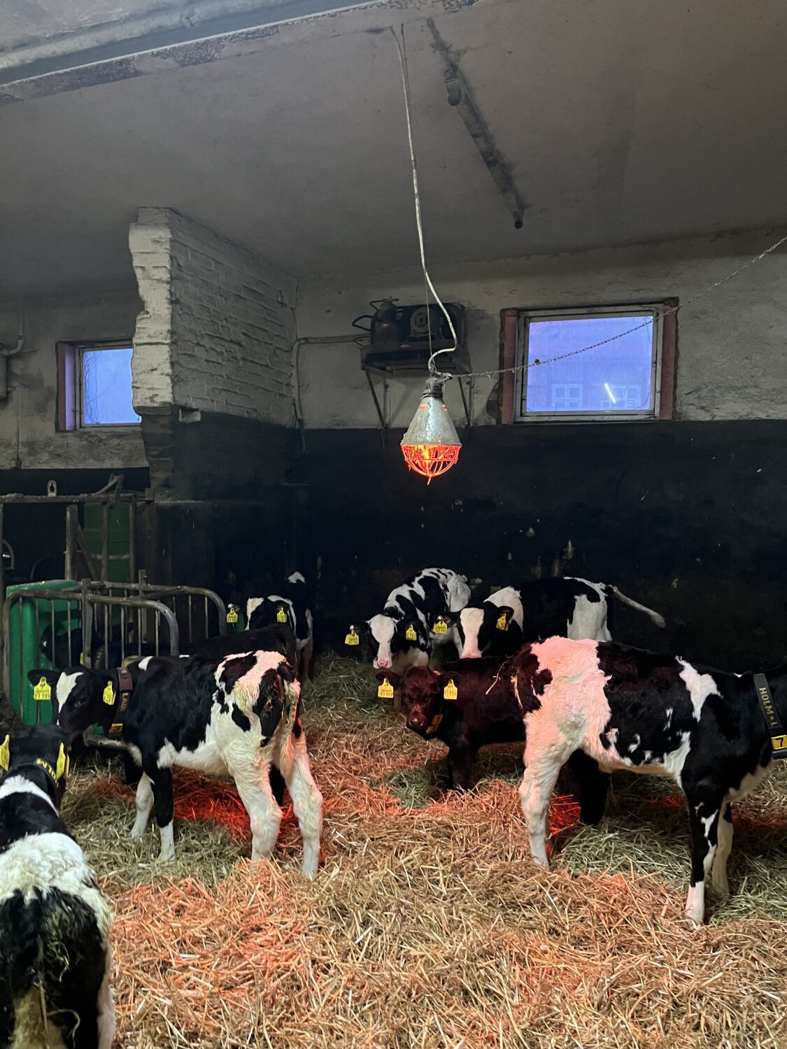 Kälber im Stall auf dem Bauernhof