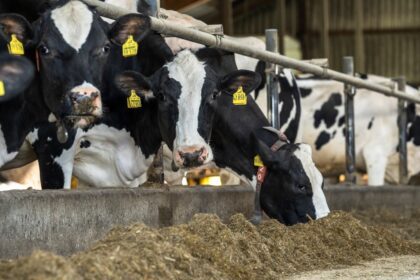 Milchwirtschaft in Niedersachsen