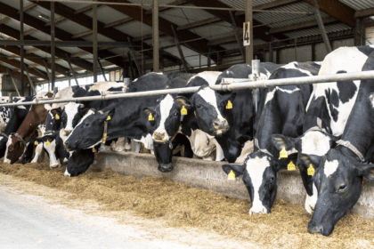 Hostelin Friesian Kühe am fressen mit Nackenrohr